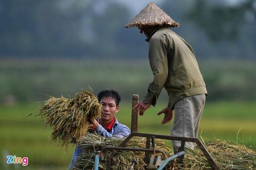 9 giống gạo của Việt Nam xuất sang EU được hưởng ưu đãi thuế quan