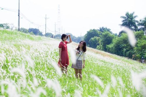 Ngắm cánh đồng cỏ tranh trắng lãng mạn giữa Thủ đô