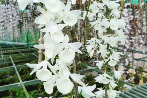 Mua phải lan rởm, đại gia Lâm Đồng mất oan gần tỷ rưỡi