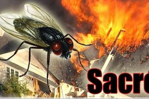 Cố gắng diệt một con ruồi, người đàn ông khiến một phần ngôi nhà nổ tung