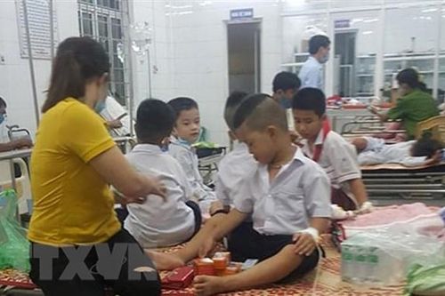 Quảng Trị: 26 học sinh bị ong chích đã ổn định sức khỏe