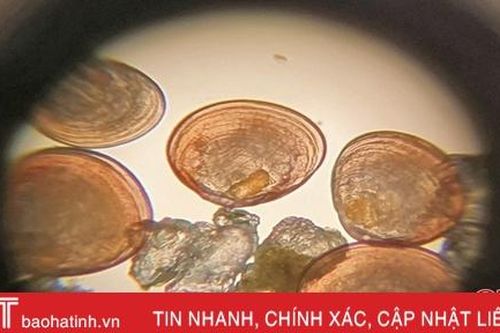 Giải quyết chuyện 'đau đầu' vì ngao giống ở Lộc Hà
