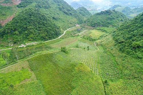 Trồng thanh long: Hướng đi triển vọng của đồng bào thiểu số Sơn La