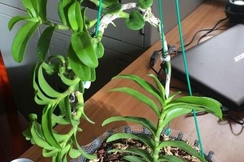 Lâm Đồng: Lừa bán lan đột biến giả tiền tỷ, một đối tượng bị bắt