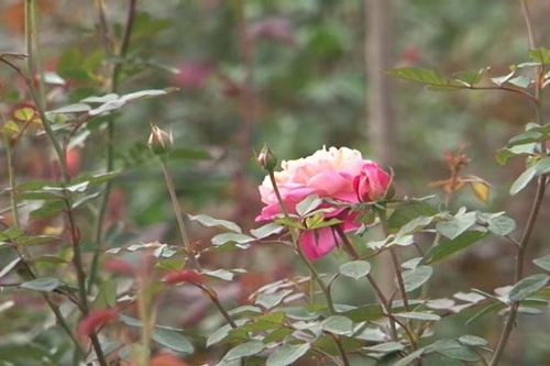 Hà Nội: 'Đổi đời' nhờ mô hình trồng hoa hồng