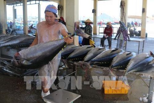 Hiệp định EVFTA: Cơ hội phục hồi xuất khẩu sản phẩm tôm, cá ngừ