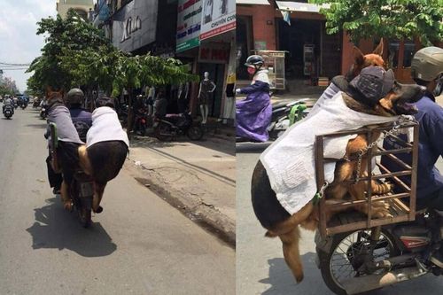 Hình ảnh hai chú chó 'béo múp' đầu đội nón, quấn khăn ngồi sau xe chủ gây sốt mạng xã hội