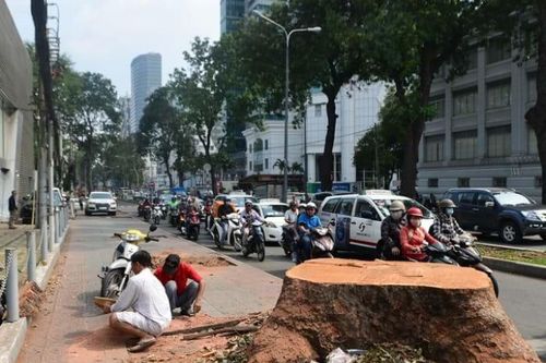TP.HCM yêu cầu khảo sát cây xanh hiện hữu từ bước lập dự án xây dựng