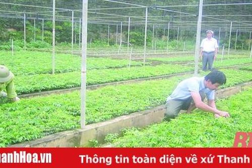 Khát vọng rừng xanh: Xã hội hóa nghề rừng - những vấn đề đặt ra