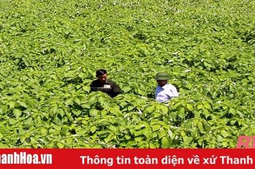 Phát triển cây gai xanh phục vụ chế biến