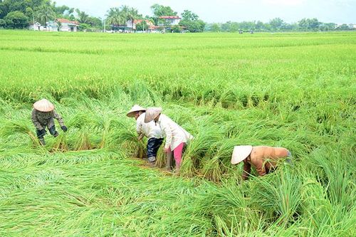 200ha lúa mùa bị gãy đổ do mưa giông