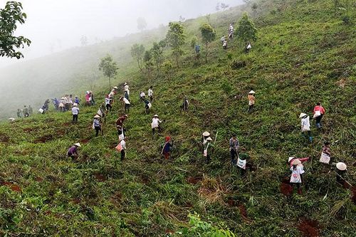 Điện Biên trồng hơn 500ha rừng