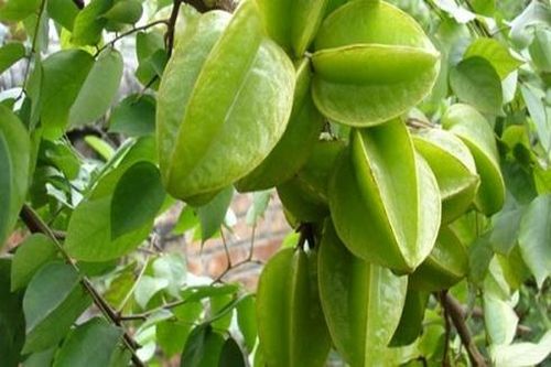 Những lợi ích tuyệt vời cho sức khỏe từ quả khế