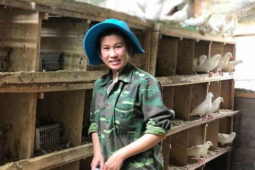 Nuôi chim câu trong nhà lồng
