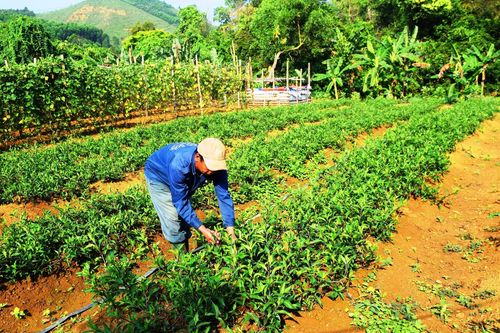Thoát nghèo từ cây rau rừng trên dãy Trường Sơn