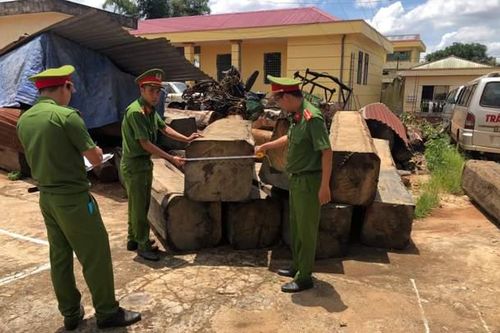 Khởi tố nhóm đối tượng khai thác trái phép gần 15m3 gỗ
