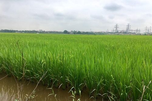 9 giống lúa thơm xuất khẩu sang châu Âu được hưởng hạn ngạch về thuế quan