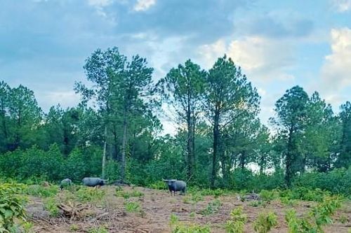 Xuất hiện đàn trâu hoang húc rượt người đi rừng, dẫm phá cây trồng