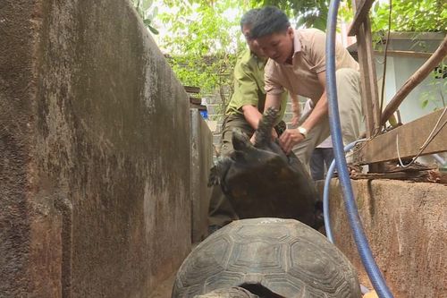 Khởi tố người nuôi nhốt 127 con rùa, có con nặng hơn 30kg