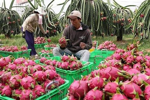 Chuyện hiếm, trái cây Việt ngược dòng xuất mạnh sang Thái Lan