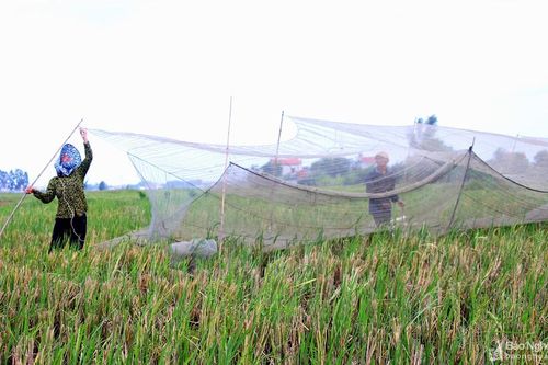 Độc đáo làng chuyên săn 'tôm bay' ở Nghệ An