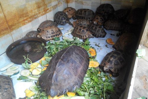 10 hành động cấp bách để ngăn chặn buôn bán động vật hoang dã