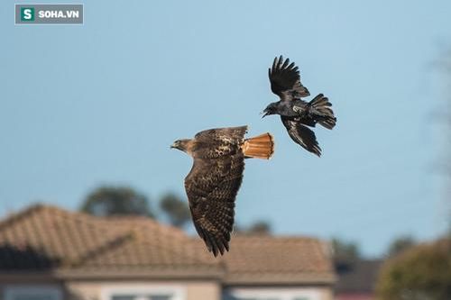 Diều hâu bị bầy quạ bao vây dày đặc để giải cứu thành viên: Kết quả ra sao?