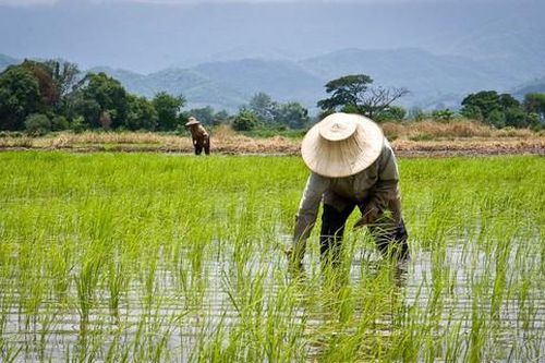 Thái Lan lên kế hoạch 956 triệu USD tăng thu nhập khu vực nông thôn, nông nghiệp