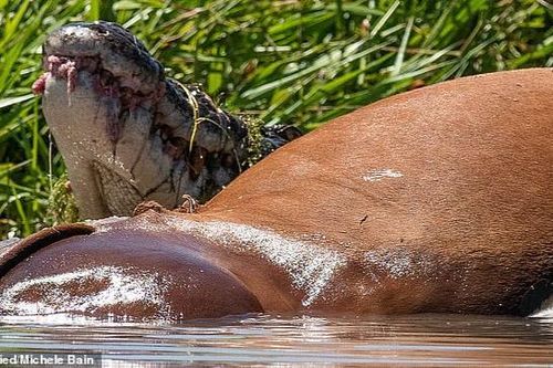 Hãi hùng giây phút 20 cá sấu sát thủ tranh nhau xé xác một con bò