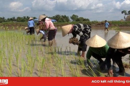 Gần 100 nông dân Khmer tham gia Ngày hội cấy lúa chùa Tà Pạ