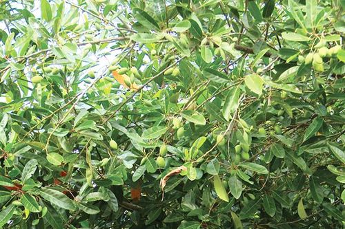 Thêm thu nhập từ cà na mùa nước nổi