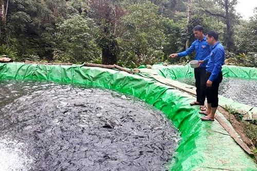 Bát Xát: Ðưa cá nước lạnh thành sản phẩm chủ lực