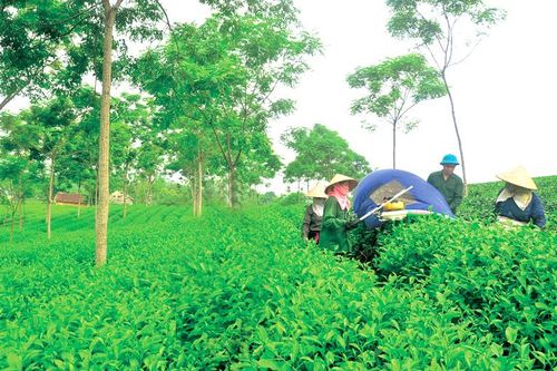 Bước phát triển đột phá - Bài 2: Sản xuất nông nghiệp hàng hóa gắn với xây dựng nhãn hiệu sản phẩm