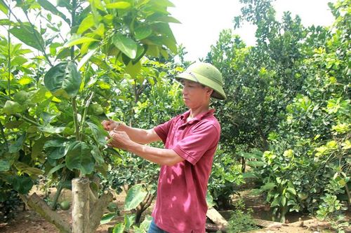 Làm giàu từ trồng cam ghép trên thân bưởi
