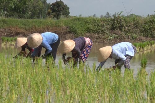 Hàng trăm phụ nữ trổ tài trong ngày hội cấy lúa ở An Giang