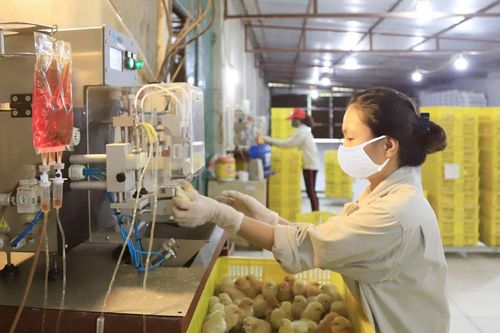 Nguy cơ phát sinh dịch bệnh gia súc, gia cầm: Phòng, chống ngay từ cơ sở