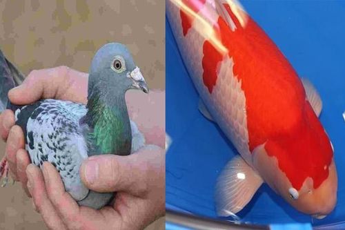 Chiêm ngưỡng những con vật có giá đắt đỏ nhất hành tinh