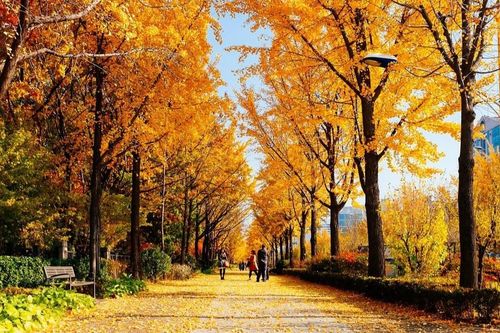 Seoul mùa cây thay lá