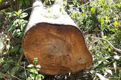 Truy tìm đối tượng trồng keo trên 1,7 ha rừng bị chặt phá