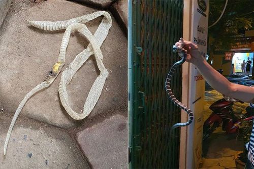 Rắn cạp nia làm ổ trong nhà dân: 'Tứ đại rắn độc' của Thế giới