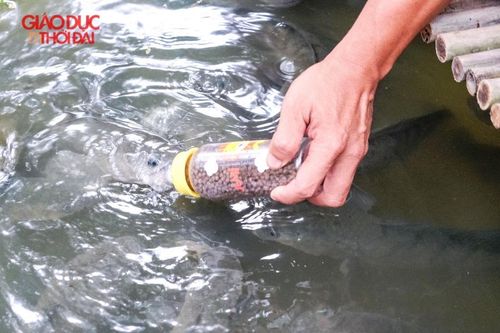 Cần Thơ: Độc đáo đàn cá lóc biết 'bú bình'