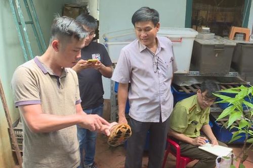 Đắk Lắk: Khởi tố đối tượng nuôi nhốt hơn 100 cá thể rùa nguy cấp, quý hiếm