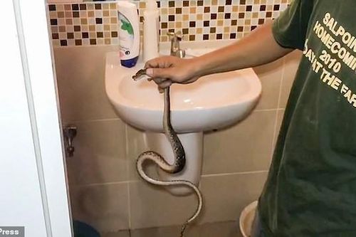 Dán mắt vào điện thoại khi đi vệ sinh, nam thanh niên bị rắn ngoạm 'cậu nhỏ'