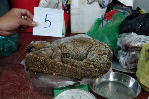 Khởi tố 1 phụ nữ buôn bán động vật hoang dã