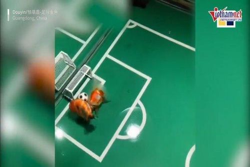 Người đàn ông kỳ công huấn luyện đội bóng đá cá vàng