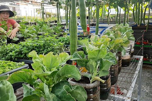 Quả trĩu cành, gà đẻ trứng trên sân thượng của bà chủ nhà trọ Sài Gòn