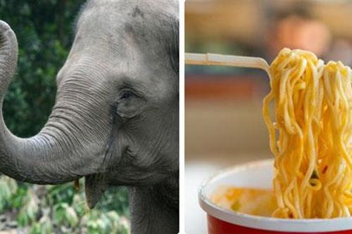 Mỳ ăn liền và kem vani có thể làm các loài động vật này tuyệt chủng