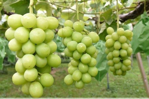 Hai người phụ nữ Việt ở Nhật bị bắt vì ăn trộm nho, hành hung quản lý