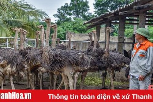 Trang trại 'chim khổng lồ' ở xứ Thanh