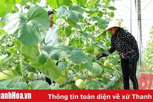37,5 ha rau củ quả ở Thọ Xuân được sản xuất trong nhà màng, nhà lưới
